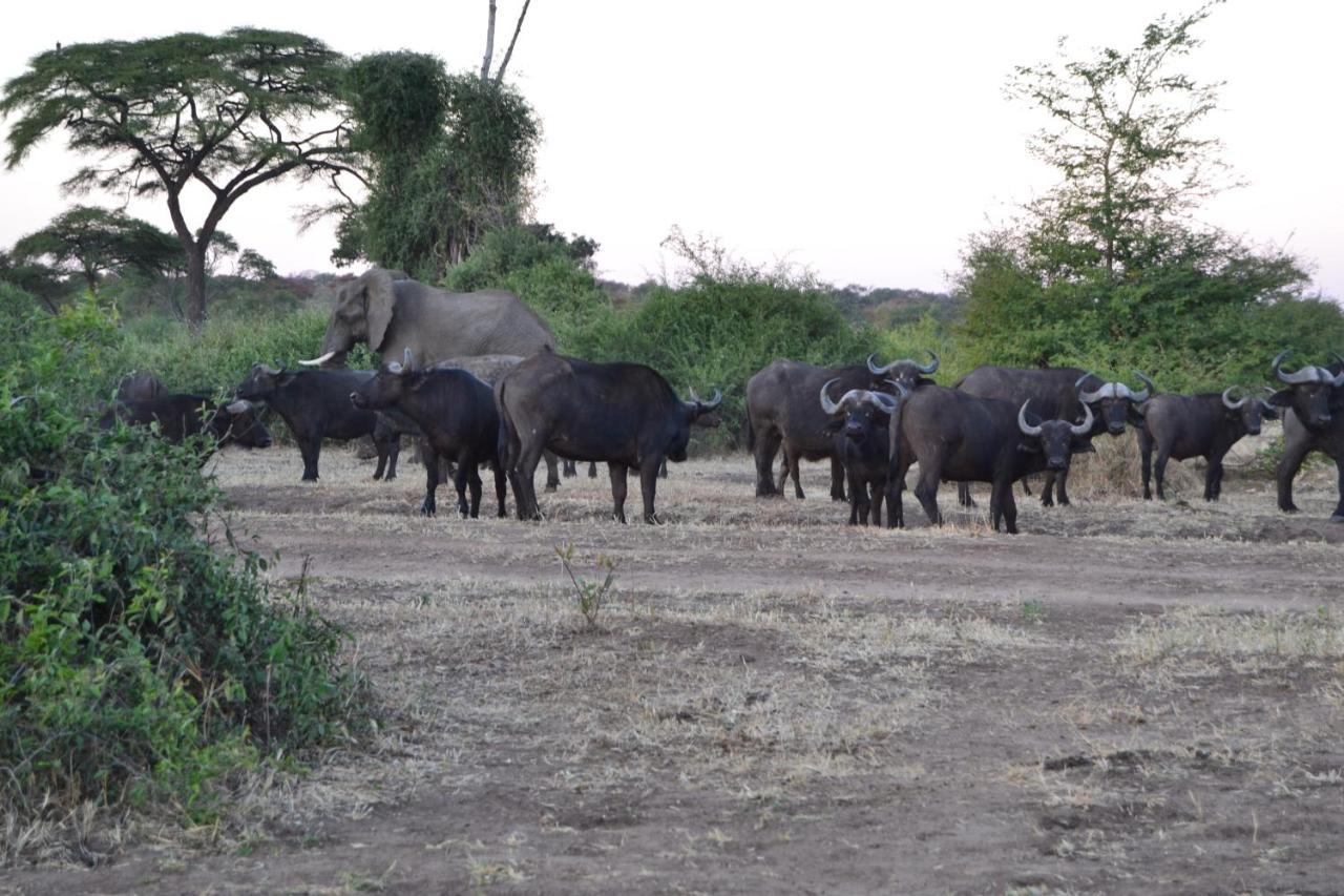 Chobe Sunset Chalets Lesoma Eksteriør bilde