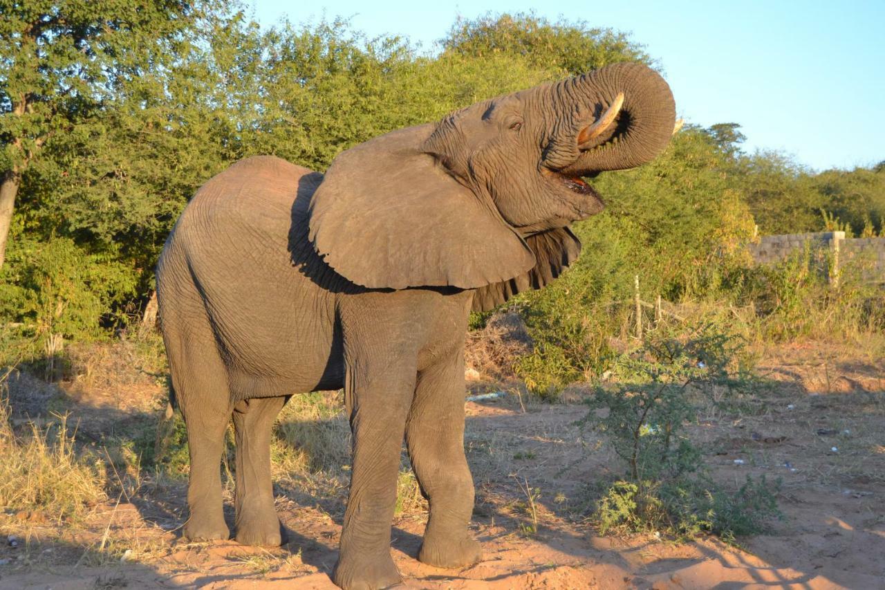 Chobe Sunset Chalets Lesoma Eksteriør bilde