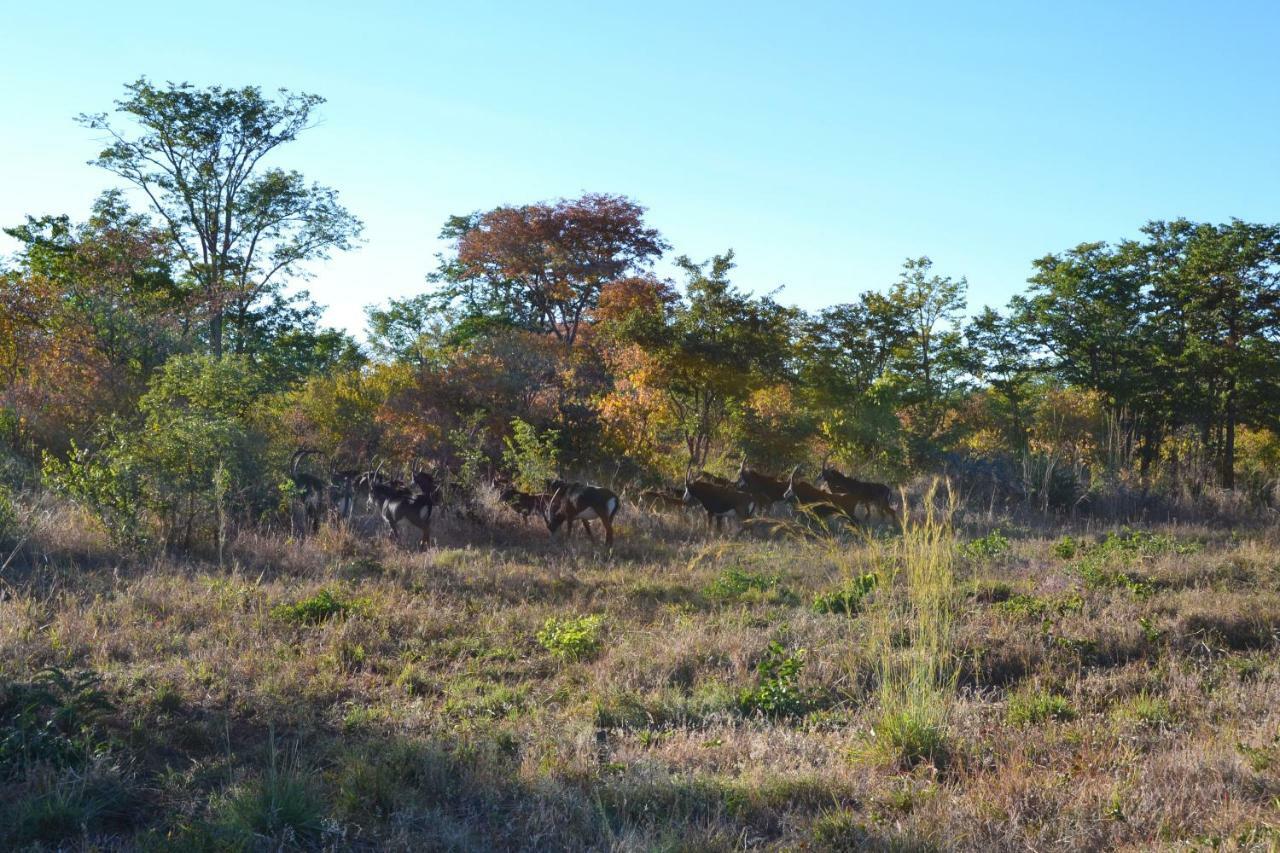 Chobe Sunset Chalets Lesoma Eksteriør bilde