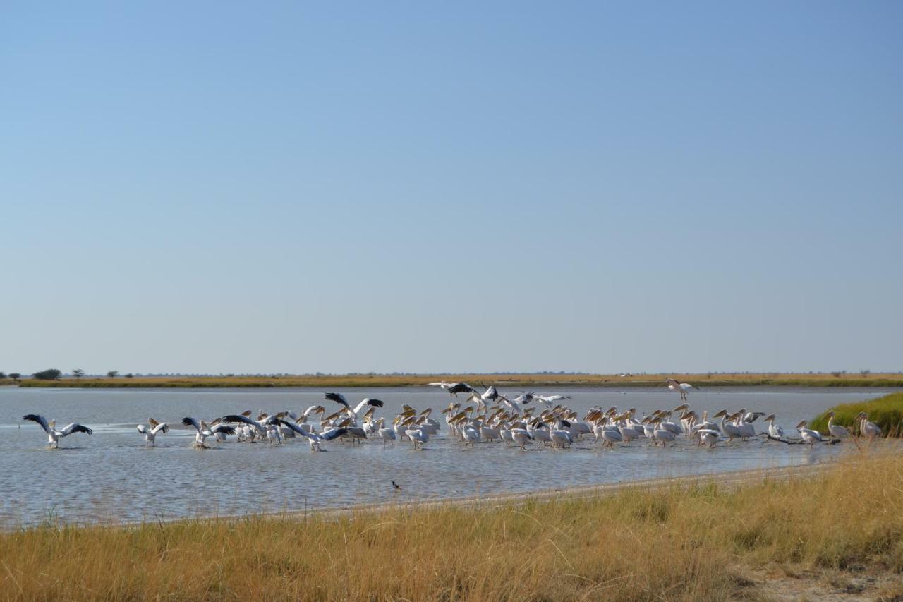 Chobe Sunset Chalets Lesoma Eksteriør bilde