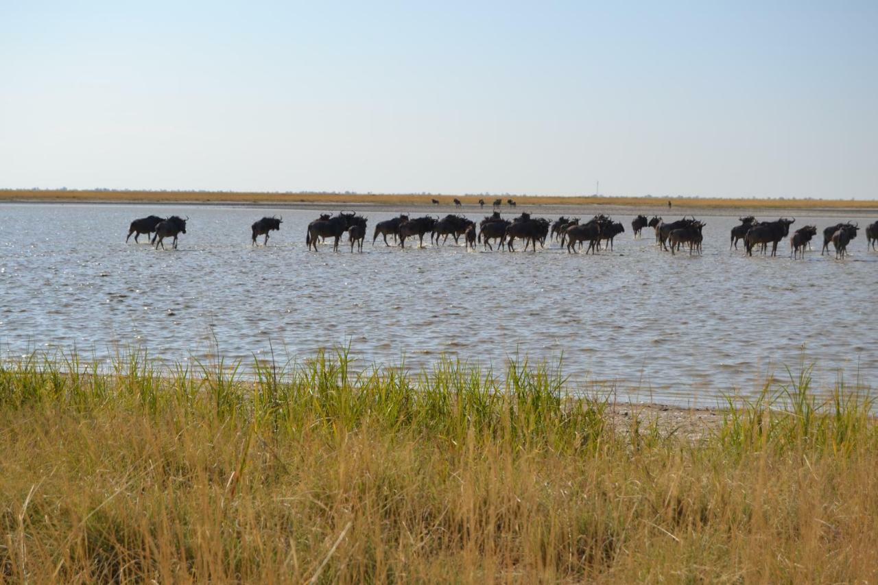 Chobe Sunset Chalets Lesoma Eksteriør bilde